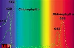 Chlorophyll a, Chlorophyll b