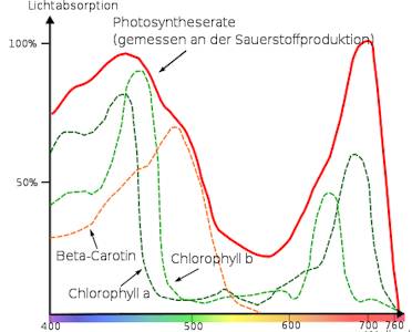 Wirkungsspektrum der Photosynthese