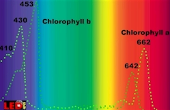 Photosynthese bei 453nmn